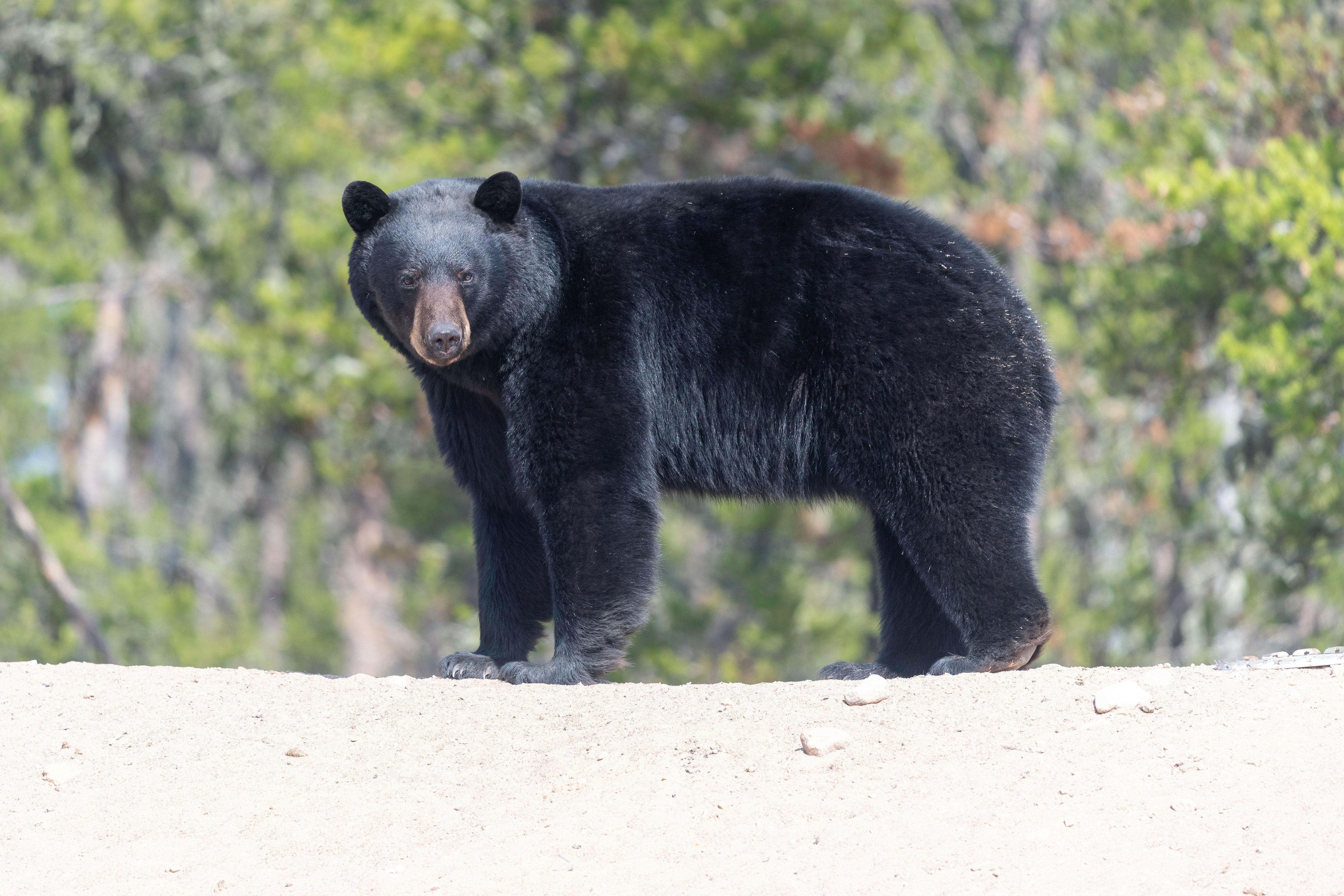 The Case for Florida’s Bear hunt