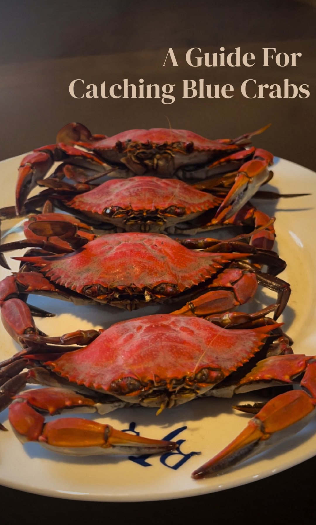 A Guide for Catching Blue Crabs