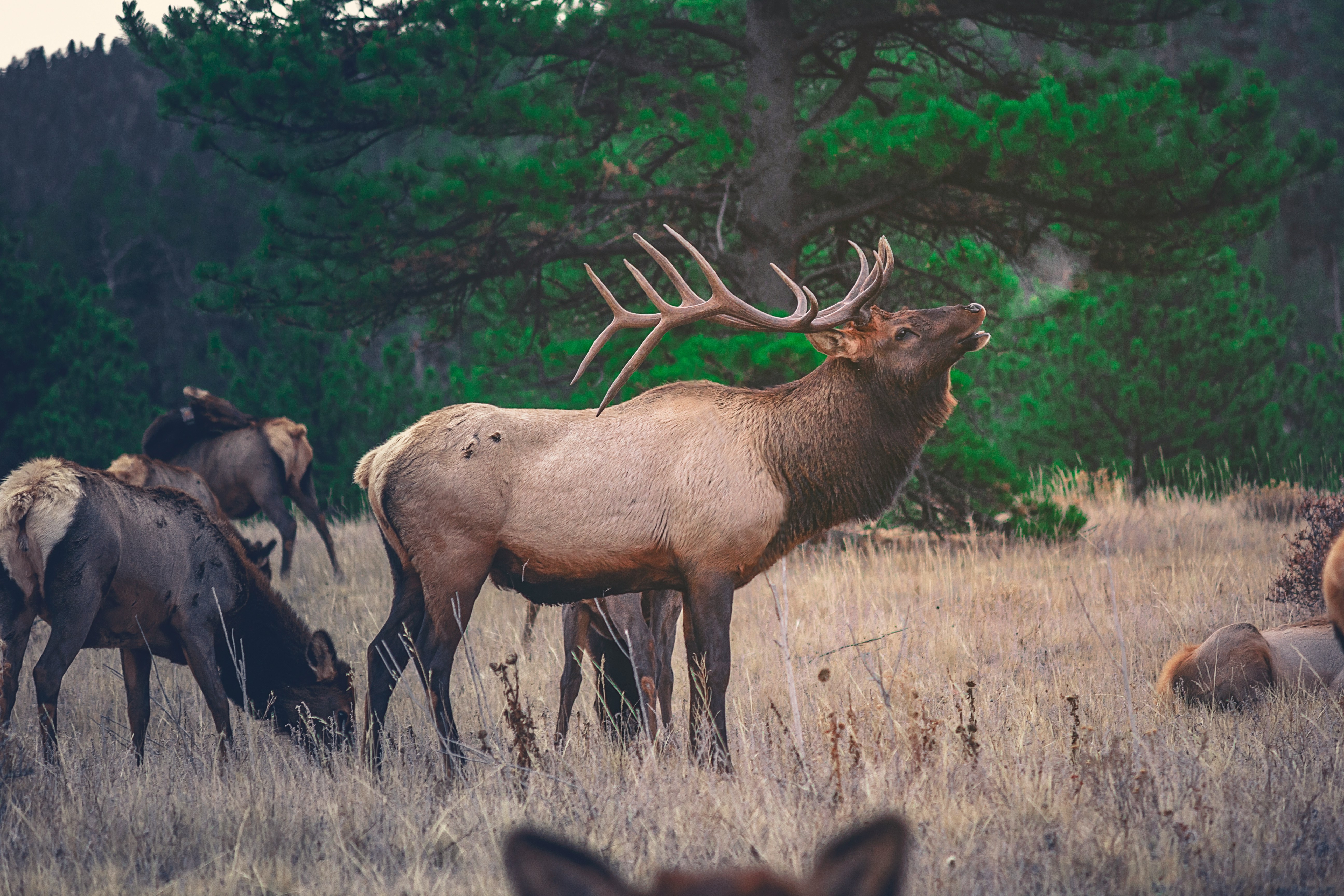 Idaho Eliminates Over-the-Counter Elk and Mule Deer Permits: Why It’s Happening
