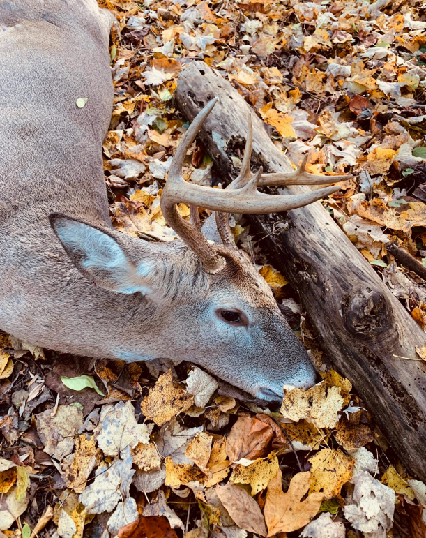 Deer Hunting in the Suburbs