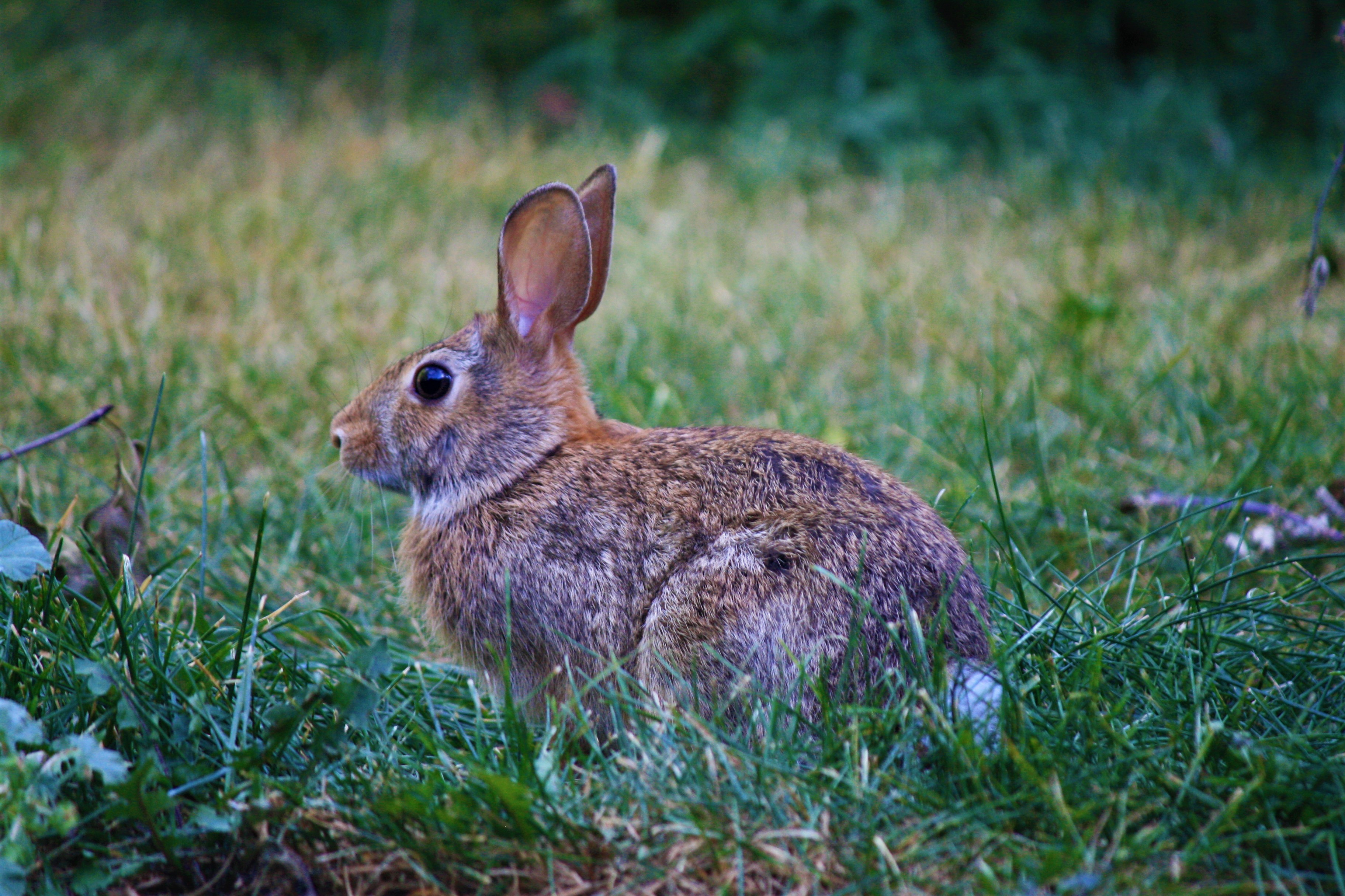 A Guide for Hunting Cottontail Rabbits