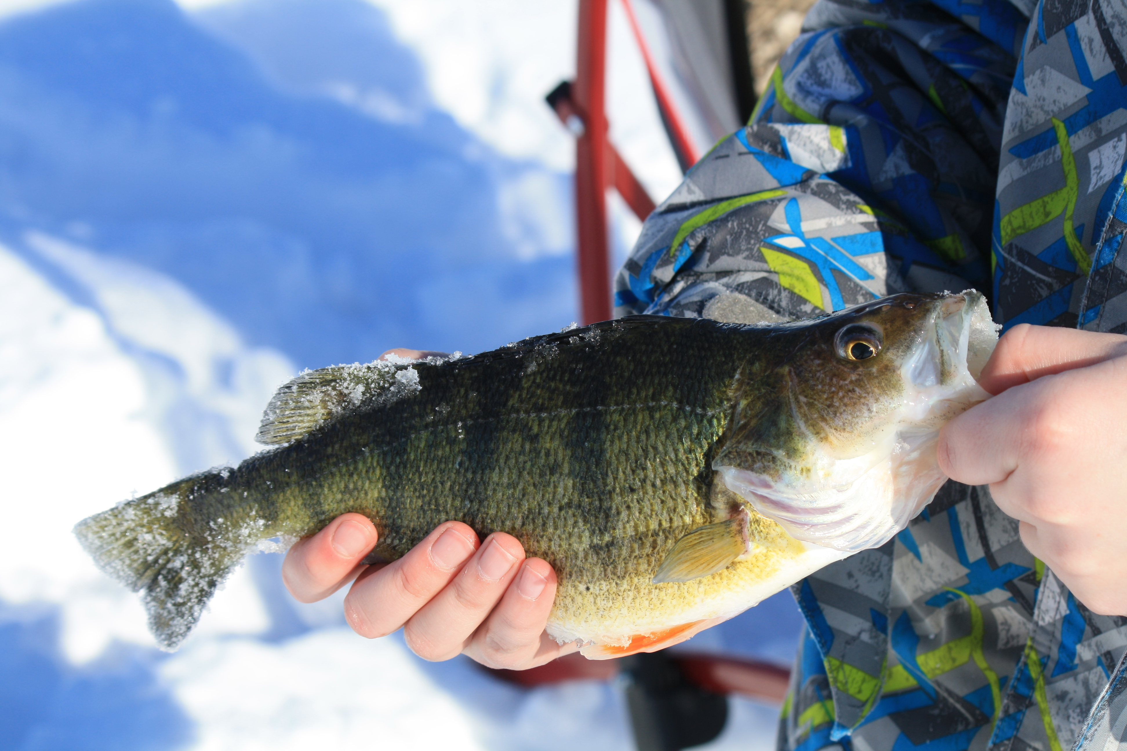 Ice Fishing For Jumbo Perch – Early Season