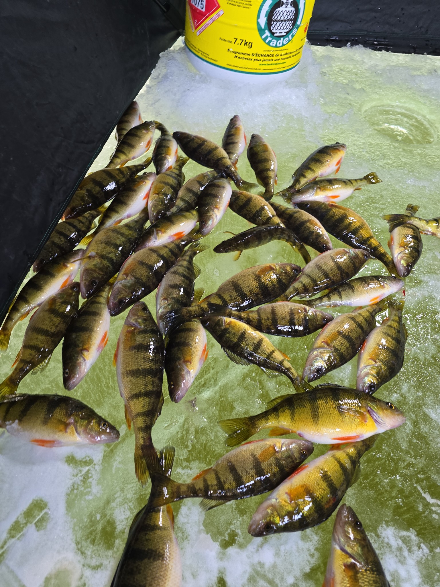 Ice Fishing For Jumbo Perch – Midwinter