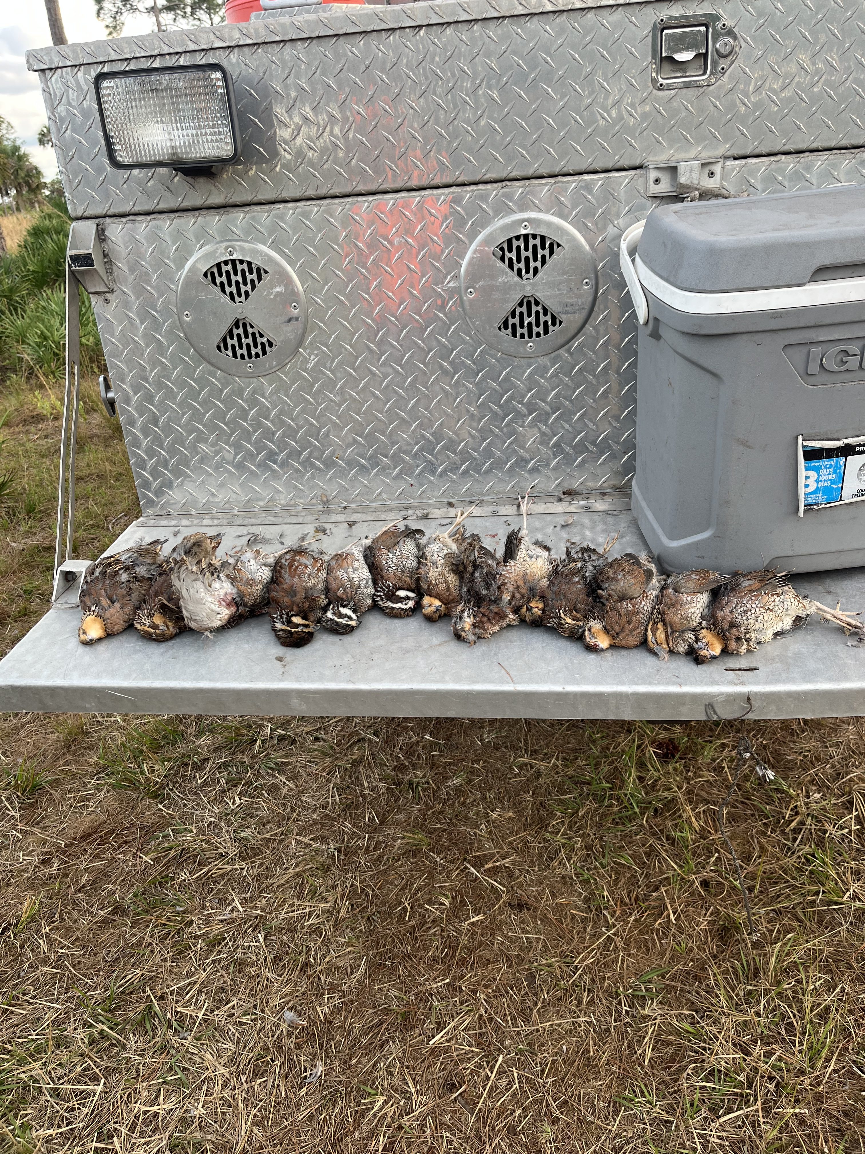 Bachelor Party in the Palmettos: A Quail Hunting Story
