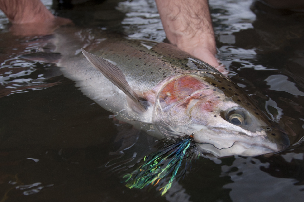 Pacific Steel: The Fish and the Obsession 