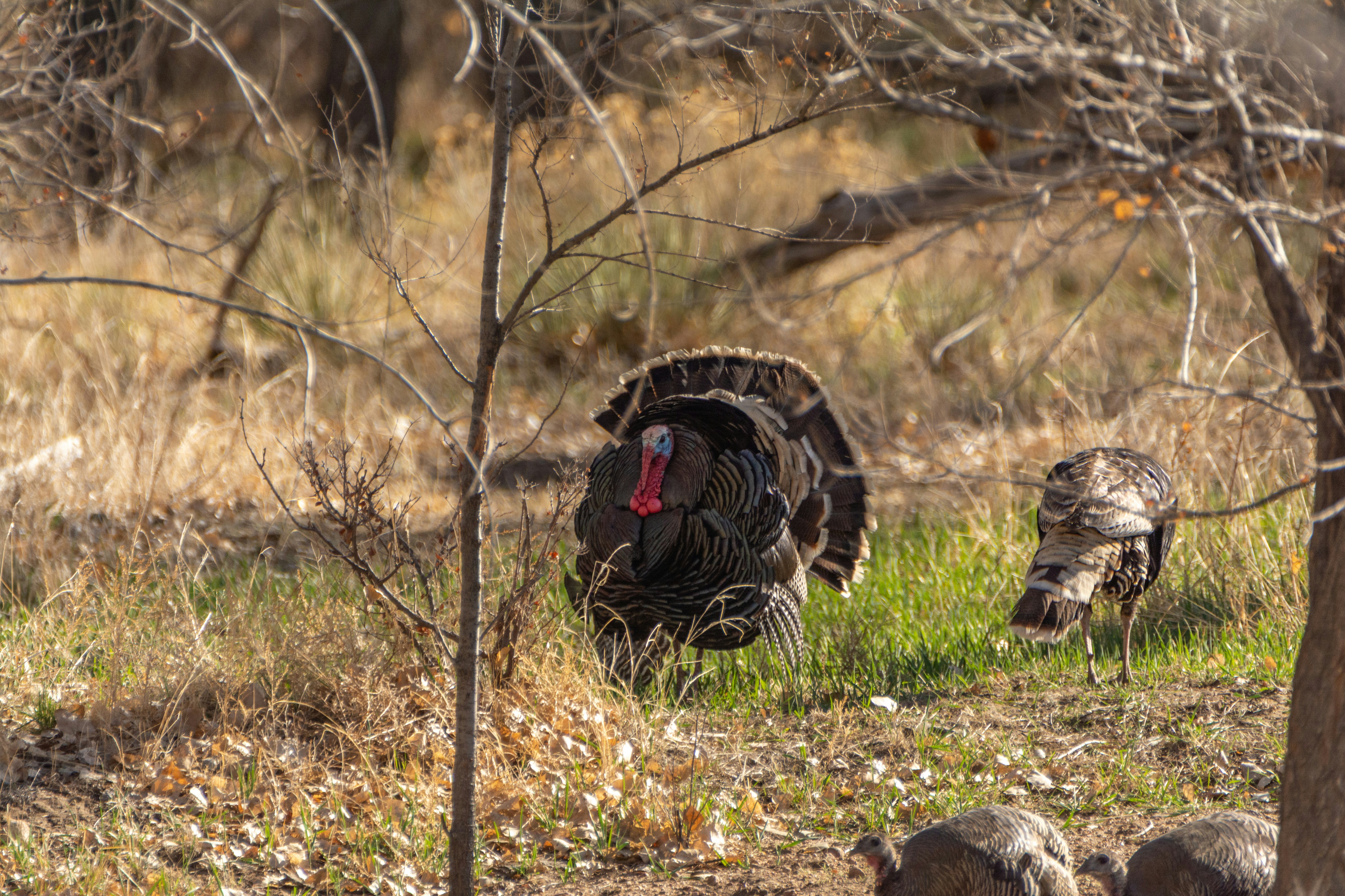 The Beauty of Opening Day – Turkeys
